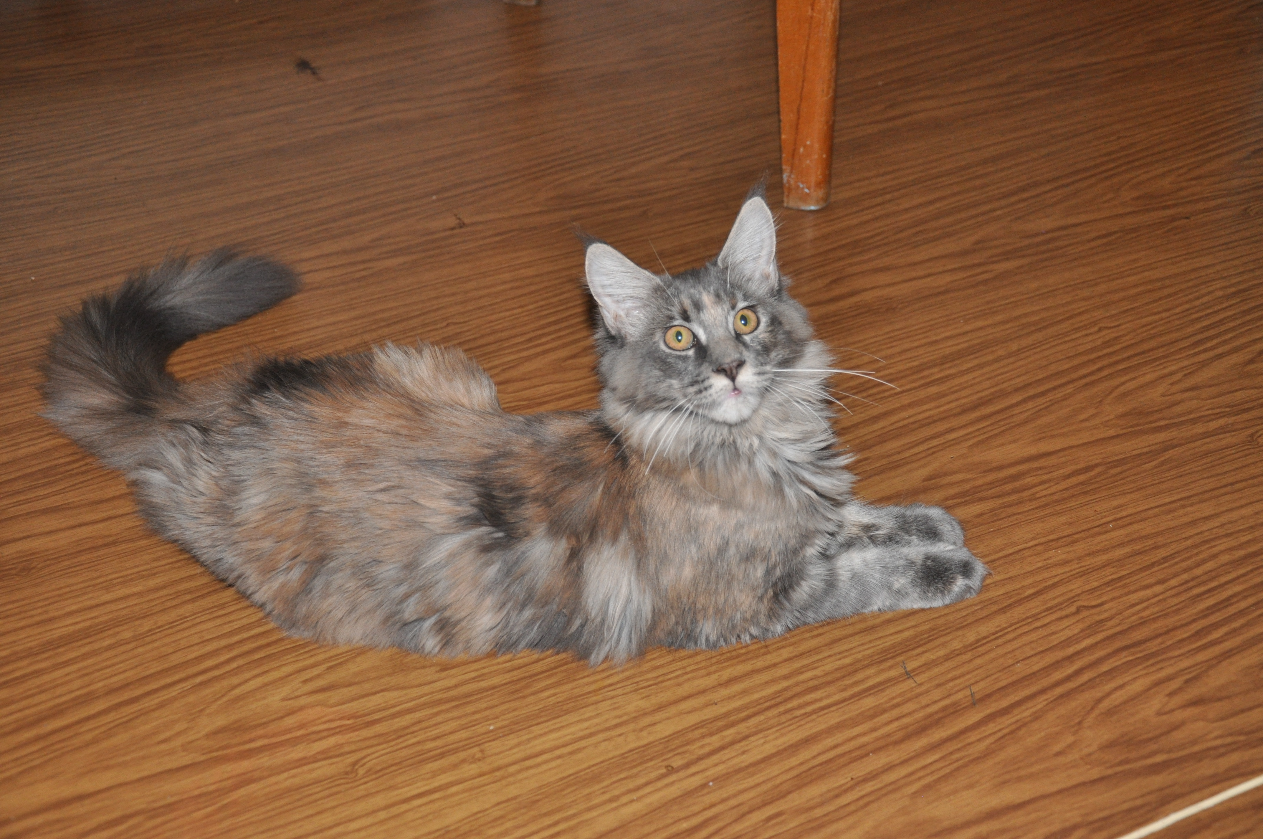 DSC_0409.JPG