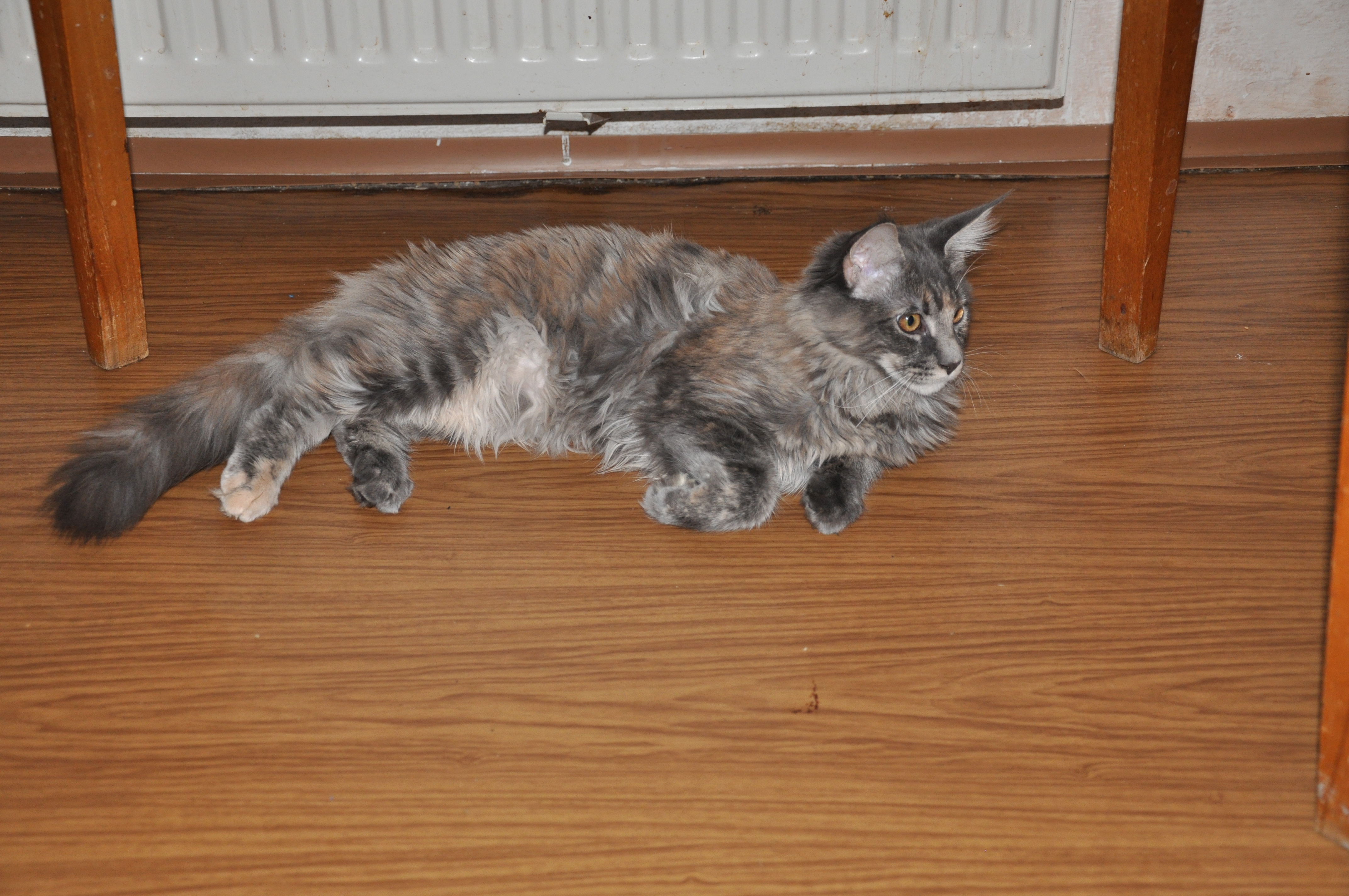 DSC_0413.JPG